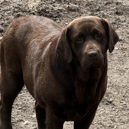 Birkin - Labrador Retriever