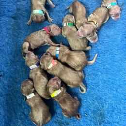 Purple collar - Golden female Golden Retriever puppy in Jesup, Georgia from Painted Platinum Retrievers (Painted Platinum Kennel) PPK