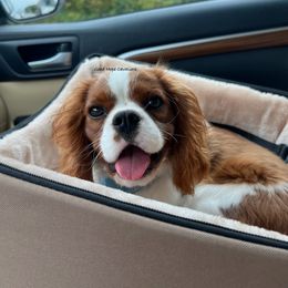 Cavalier King Charles Spaniel Puppies from Good Hope Cavaliers