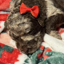Pookie Pie - Merle female Goldendoodle puppy in Mc Kinney, Texas from Flair Doodles