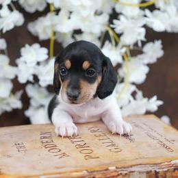 TYRA - AKC Registered - Black and tan female Dachshund puppy in Graceville, Florida from Misty's 101 Doxies