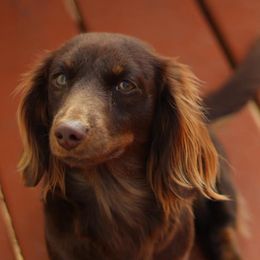 Dachshunds from Doggy Style Acres