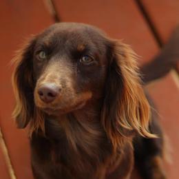 Dachshunds from Doggy Style Acres