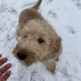 Reba - Goldendoodle