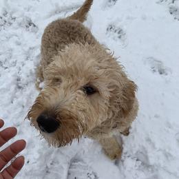 Reba - Goldendoodle