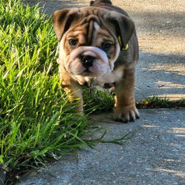 Bulldog Puppies from Jodi's Bulldogs