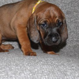 Redbone Coonhound Puppies from Reedy Creek Redbones