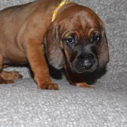 Redbone Coonhound Puppies from Reedy Creek Redbones