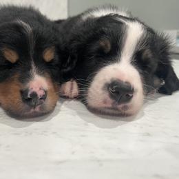 Bernedoodle Puppies from Cove Creek Companions