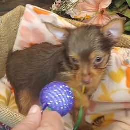 Yorkshire Terrier Puppies from Scott And Tammy's Lil Yorkies