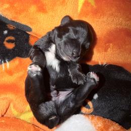 Boy1 - Black and gold male Yorkshire Terrier puppy in Richland County, South Carolina from Nesha's Pawrific Tails