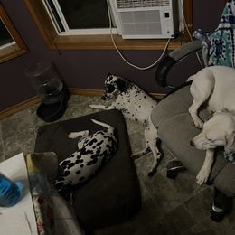 Dalmatian Puppies from Hallmark Dalmatians;