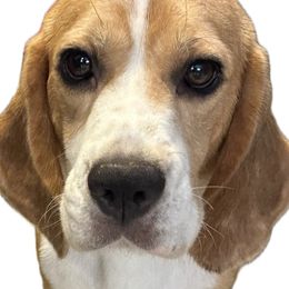 Pepper - Beagle