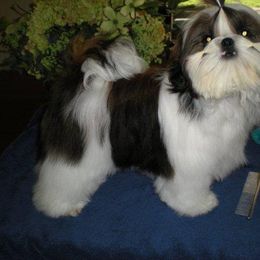 Shih Tzu Puppies from Jazzie Shih Tzu