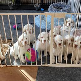 Clumber Spaniel Puppies from Lemontree Clumbers