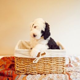 Sheepadoodle Puppies from Evergreen Mountain Doodles