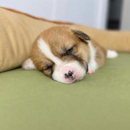 Ariel - Red female Pembroke Welsh Corgi puppy in Aumsville, Oregon from West Coast Corgi
