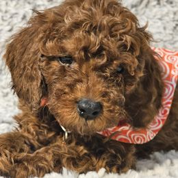 Bernedoodle, Bernese Mountain Dog, Cavapoo, Goldendoodle, and Poodle Puppies from Happy Valley Puppies