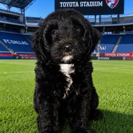Blaze- Cheering for USA - Black and white male Aussiedoodle puppy in Midlothian, Texas from Gray Doodles