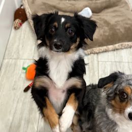Dolly - Black tri female Miniature Australian Shepherd puppy in Fort Myers, Florida from Gilmore Aussie Posse of Florida Pure-bred Miniature Australian Shepherds