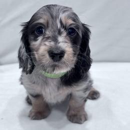 Dark green collar - Dapple male Dachshund puppy in Chicago, Illinois from RGZ Doxies