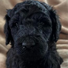 Sterling (blue collar boy) - Black male Poodle puppy in Breckenridge, Texas from Cates Standard Poodles