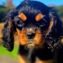 Violet - Black and tan female Cavalier King Charles Spaniel puppy in Watsontown, Pennsylvania from Huntsman Cavaliers
