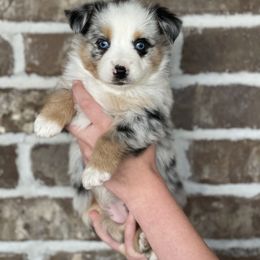 Australian Shepherd, Miniature American Shepherd, Miniature Australian Shepherd, and Toy Australian Shepherd Puppies from Painted Blue Aussies