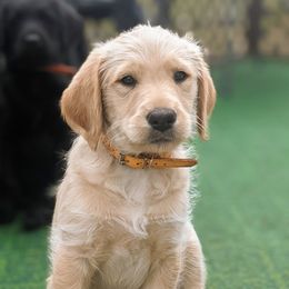 Labradoodle and Poodle Puppies from Caldron Falls Doodles and Poodles