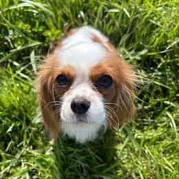 Cassie - Cavalier King Charles Spaniel