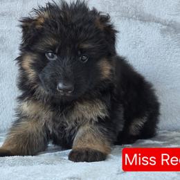 Red Collar Female - Black and red female German Shepherd puppy in Sumner, Iowa from Vom Wilke Kennels
