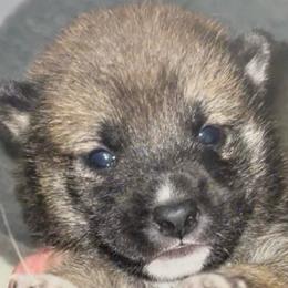 Mochi - Red female Shiba Inu puppy in Clewiston, Florida from Animal Farm Shiba Inus & Mameshibas