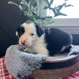 Ravioli - White and black female Bordoodle puppy in Valley Center, California from Circle R Valley Bordoodls