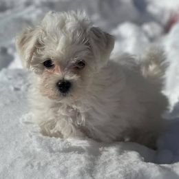 Australian Shepherds and Bichon Frises from The K Bar Ranch