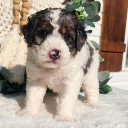 Anastasia - Merle female Bernedoodle puppy in Dothan, Alabama from Farquharson's Poodles&Doodles