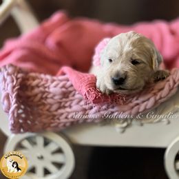 Cavalier King Charles Spaniel, Golden Retriever, and Poodle Puppies from Fluffy Buttz