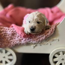 Cavalier King Charles Spaniel, Golden Retriever, and Poodle Puppies from Fluffy Buttz