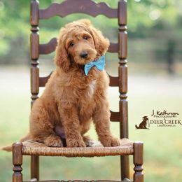 Australian Labradoodle, Cavapoo, and Goldendoodle Puppies from Deer Creek Labradoodles