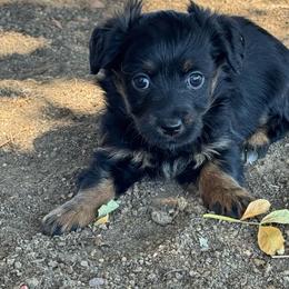 Sonnet - Black and tan female Corgipoo puppy in Longmont, Colorado from Colorado Miniature Bernedoodle Puppies