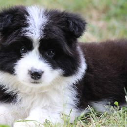 Border Collie Puppies from Kagee Border Collies