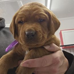 Topeka - Yellow female Labrador Retriever puppy in Sidney, Nebraska from Nebraska Strong Labradors