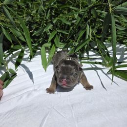 Orpheus - Blue tri-color male American Bully puppy in Perryville, Maryland from Household 6 Bullies, LLC