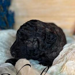 Charlie - Sable male Poodle puppy in Greenville, North Carolina from Grace Poodles