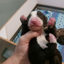 Purple Collar - Black and white female Bernedoodle puppy in Kimberly, Idaho from Wizardwood Doodles