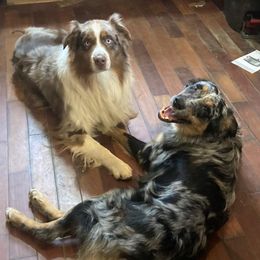 Australian Shepherds and Dachshunds from Fair Wether Farm