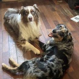 Australian Shepherds and Dachshunds from Fair Wether Farm
