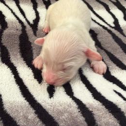 Female 4 - Cream female Dachshund puppy in Martinsville, Virginia from Martin’s Doxies