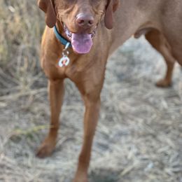 Vizsla All Grown Up from Coast Range Vizslas