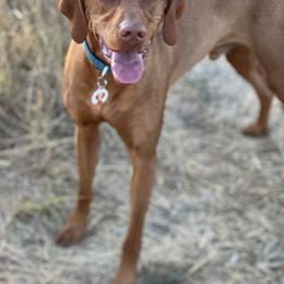 Vizsla All Grown Up from Coast Range Vizslas