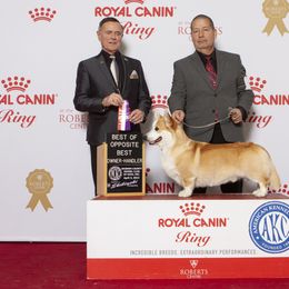 Pembroke Welsh Corgi Puppies from Her Royal Corgi